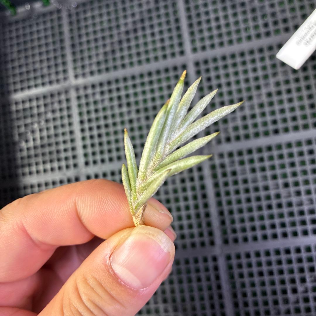 ブロメリア・エアープランツ Tillandsia capillaris Salta,Argentina