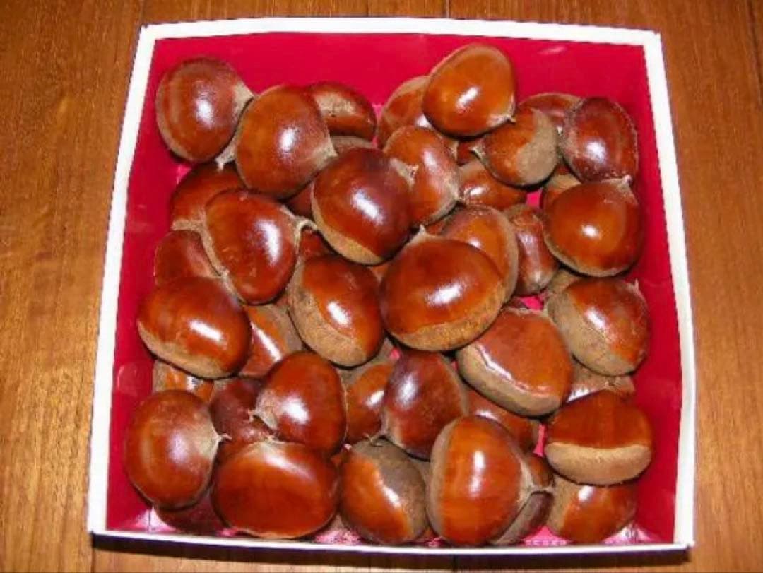 栗　幅37mm程度 Lサイズ　5k　取り扱いの難しい無燻蒸で熟成させた　生栗