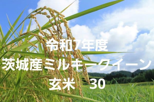 令和7年度　茨城県産　ミルキークイーン