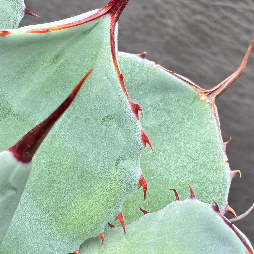 た*か様 アガベ 「特選パリー」トランカータスーパー コンパクト 短葉型 低重心