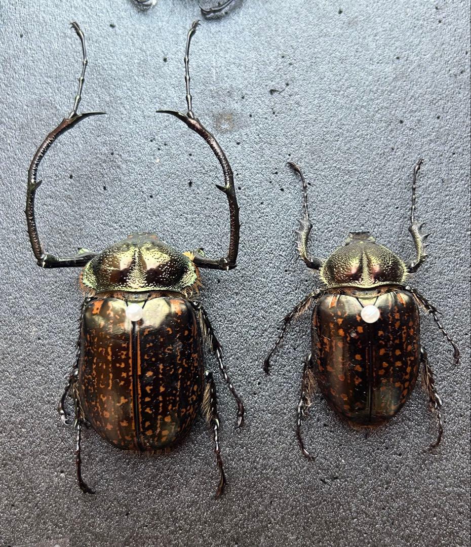 ゲストロテナガコガネ メス　オス　2匹セット