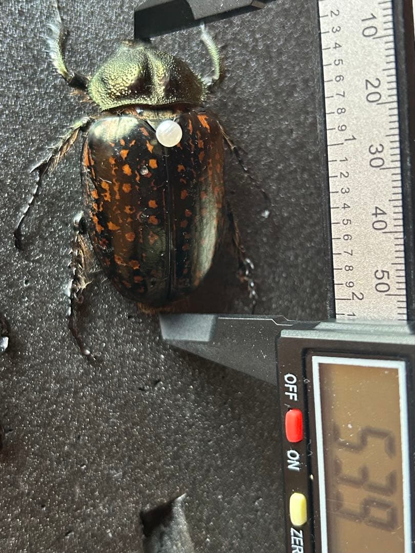 ゲストロテナガコガネ メス　オス　2匹セット