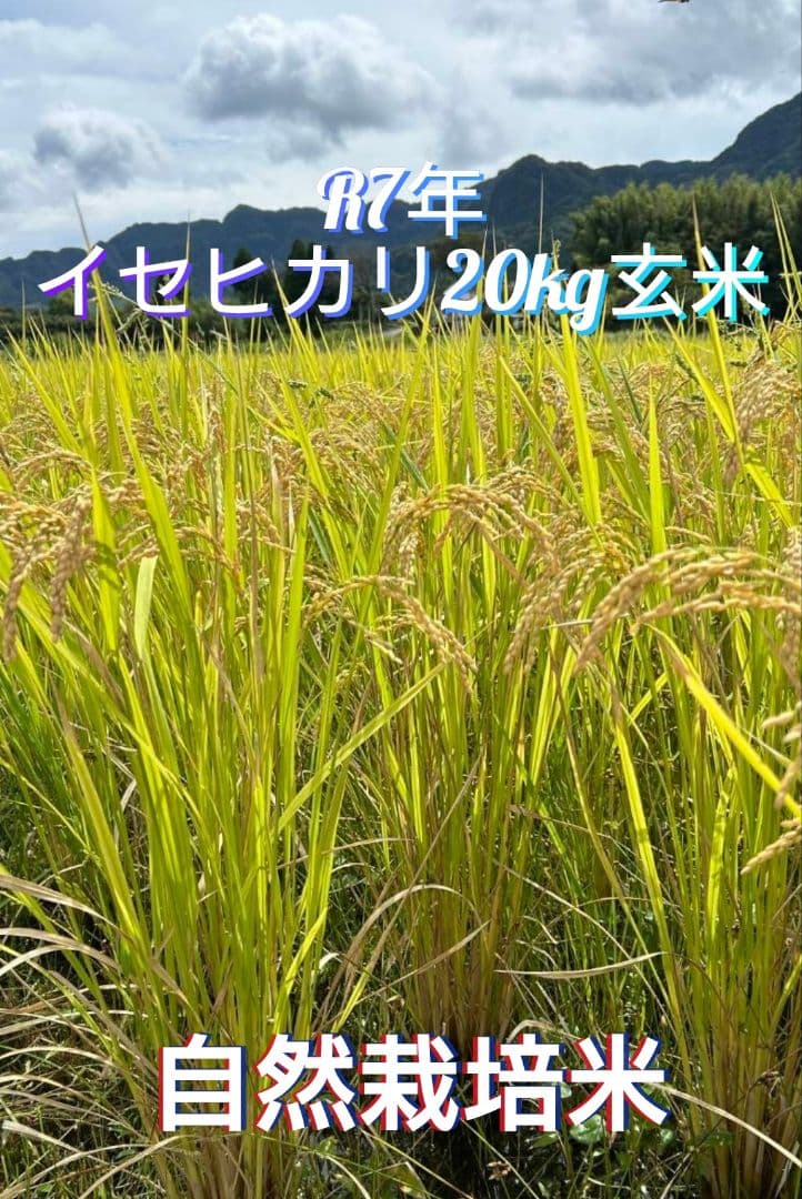 令和7年 自然栽培米 イセヒカリ 20kg 玄米