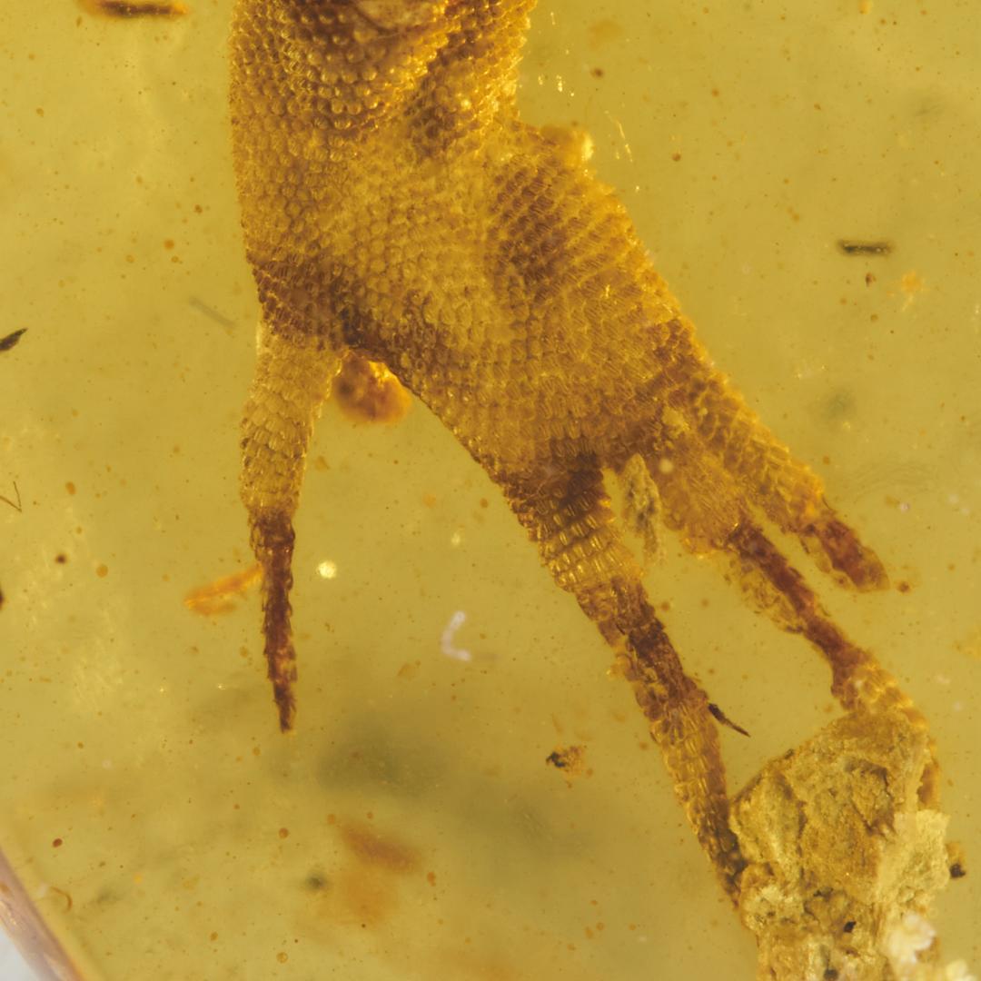 レア極上品 PA0014虫入り琥珀化石　ミャンマーカムティかタナイ9900万年前