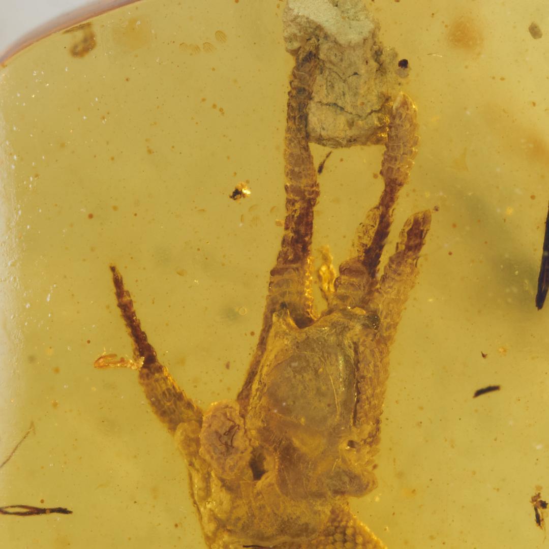 レア極上品 PA0014虫入り琥珀化石　ミャンマーカムティかタナイ9900万年前