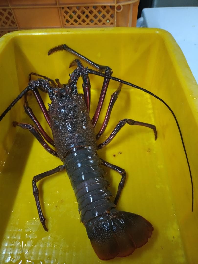 残りわずか　和歌山県産 活　大型　伊勢海老１匹1キロ以上