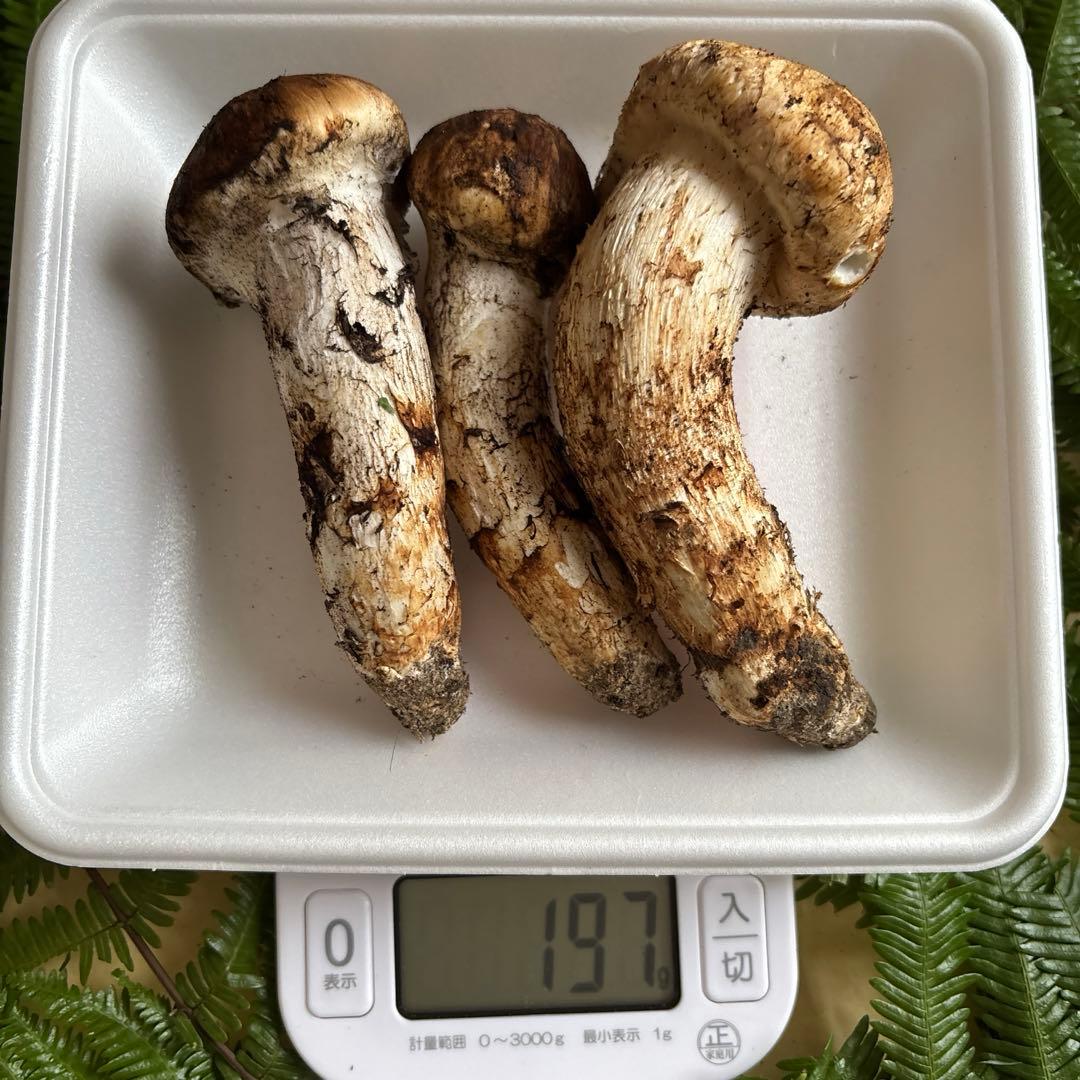 広島県産 松茸３本（197g）1️⃣