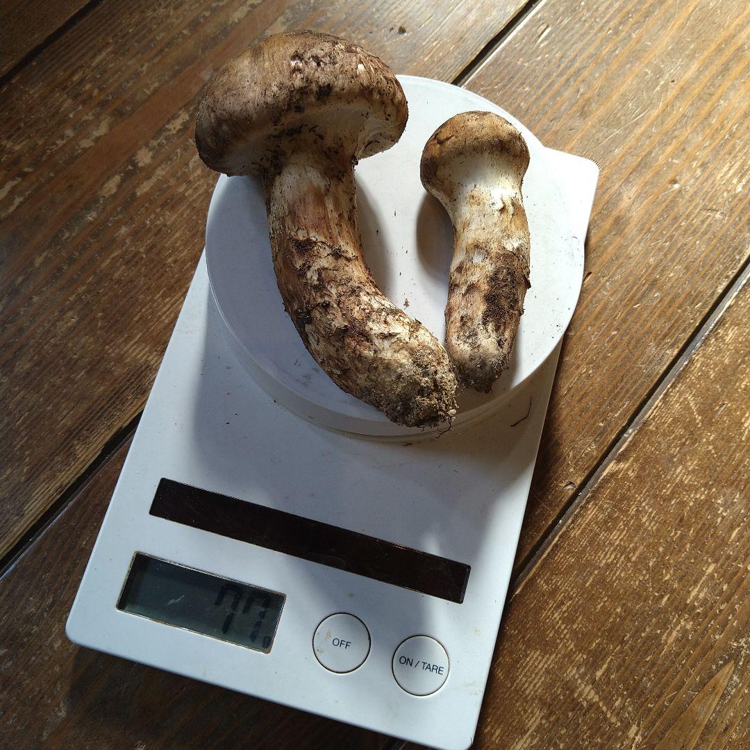 なおや様　広島県産　松茸