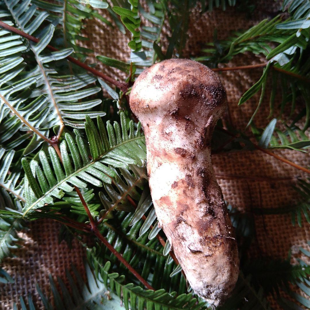 なおや様　広島県産　松茸