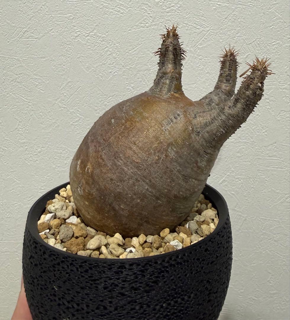 グラキリスト　塊根植物　現地球