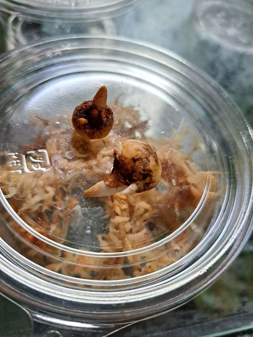 ま*ゆ様 山野草　アマギテンナンショウ　中２球　開花するかも