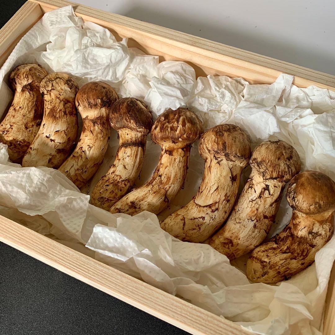 在庫わずか【岩手県産天然松茸】収穫最終　国産本場　つぼみ　開き　採れたて