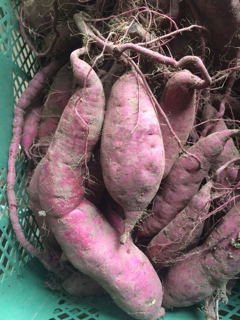 自然栽培　さつまいも佐賀県産 19キロ