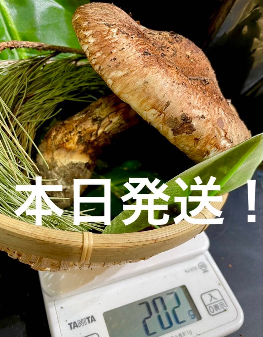 【今期最終‼︎ 希少品‼︎ 開き厳選1本 200g】本日採れ‼︎ 松茸◆クール便発送◆