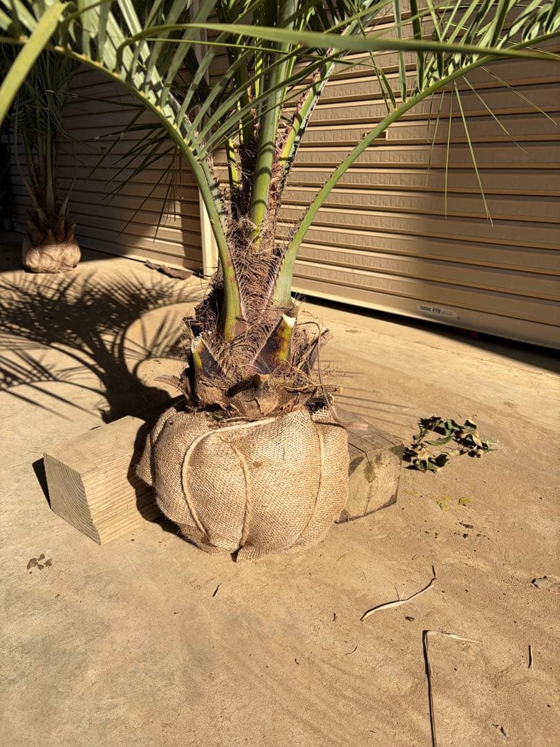 ココスヤシ　根鉢上から120センチ