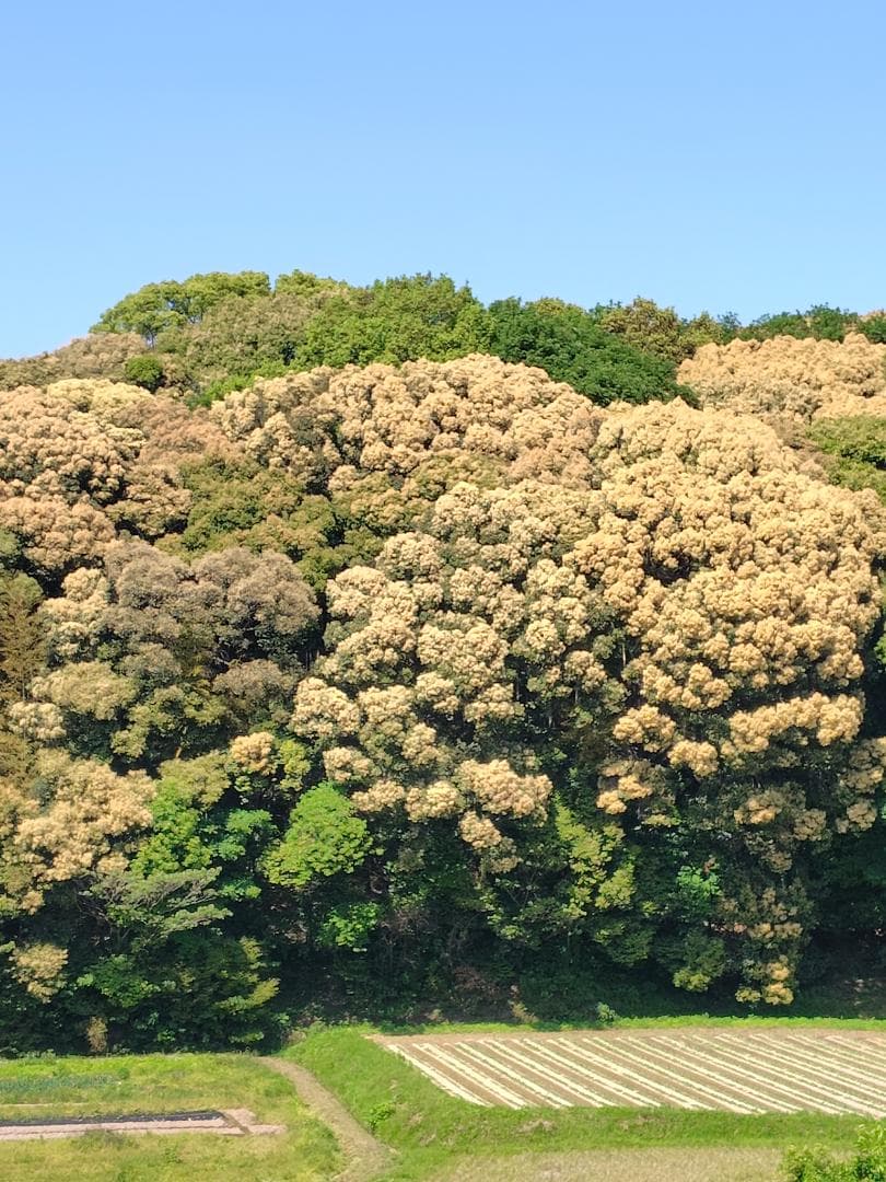 ♥️特別★限定コラボ品『100%純粋春蜜と幻の天然完熟春蜜の食べ比べ』