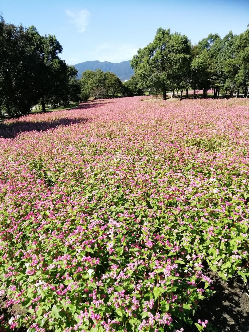 ♥️特別★限定コラボ品『100%純粋春蜜と幻の天然完熟春蜜の食べ比べ』