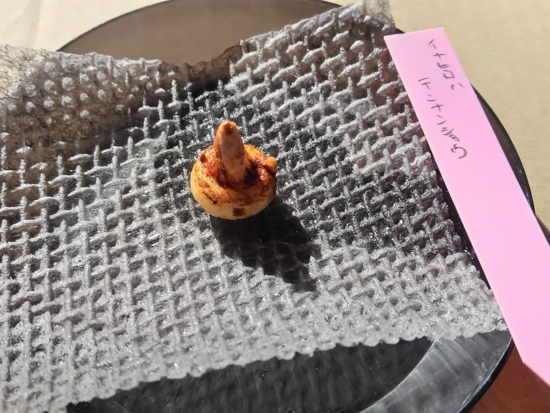 yoranda　 イナヒロハテンナンショウ、セッピコテンナンショウ　球根