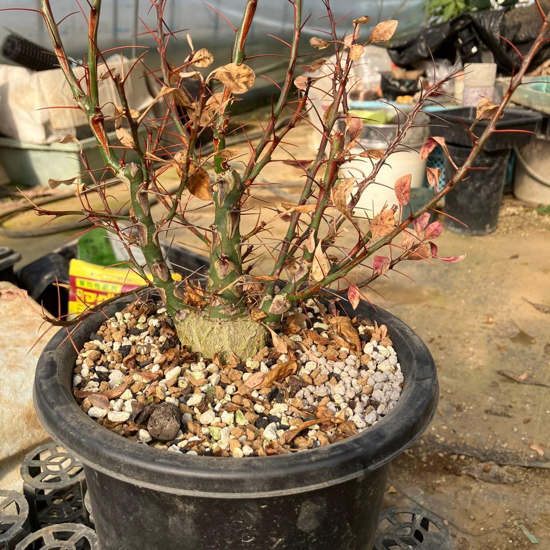 HIROフォークイエリア ファシクラータ