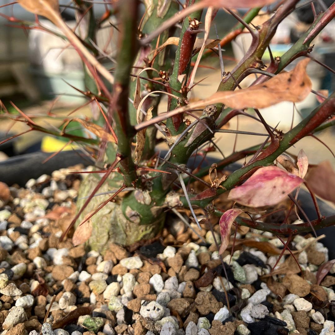 HIROフォークイエリア ファシクラータ