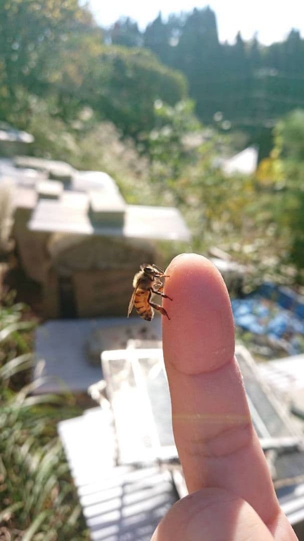 蜂蜜　☆お安くしてます☆購入前にプロフ見てね！になります