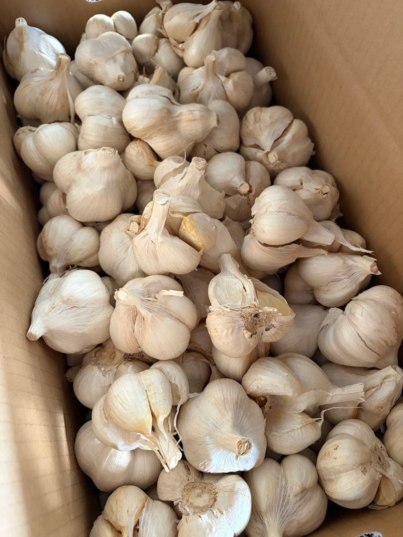 青森県産 福地ホワイト六片 にんにく ２Ｌ 玉 １０ｋｇ