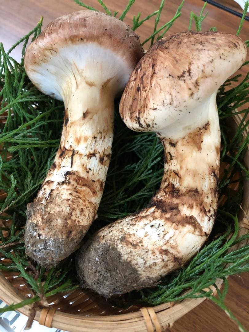 岩手県産　極上松茸（236.5g）①