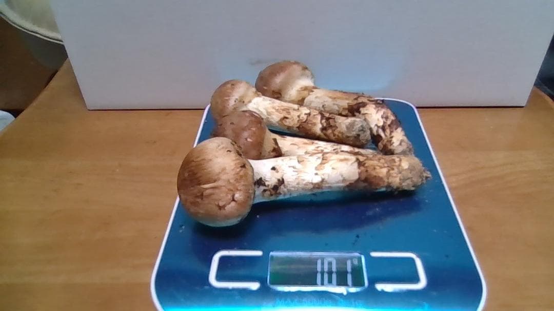 松茸　１００ｇ　岡山産4本