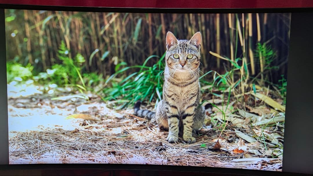 LG ゲーミングウルトラワイドモニター 34GK950F-B 34インチ