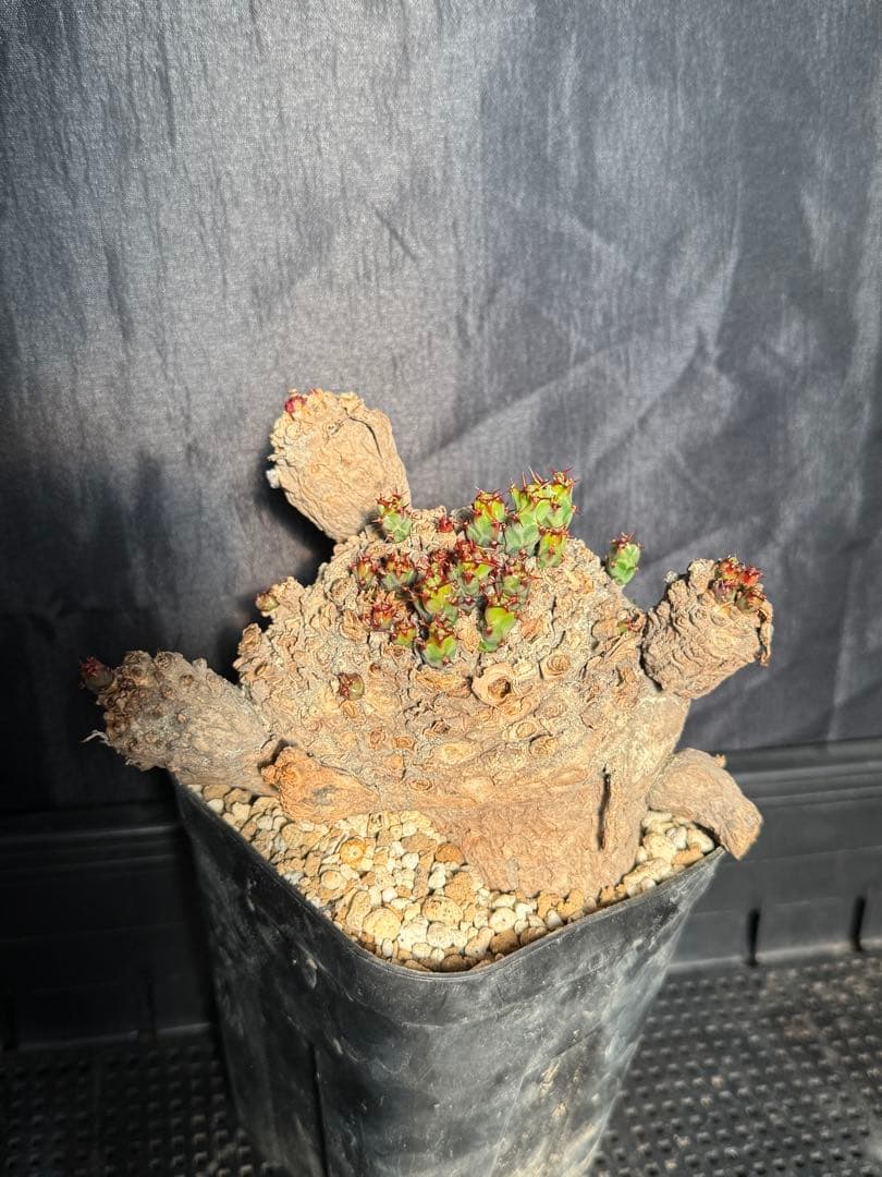 ②ユーフォルビア　クラビゲラ