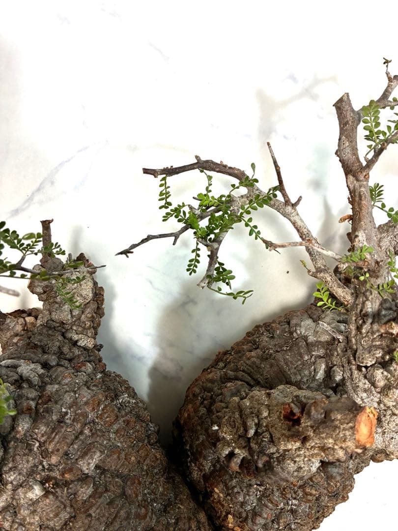 【本日ラスト最終値下げ】オペルクリカリアパキプス　ベアルート株