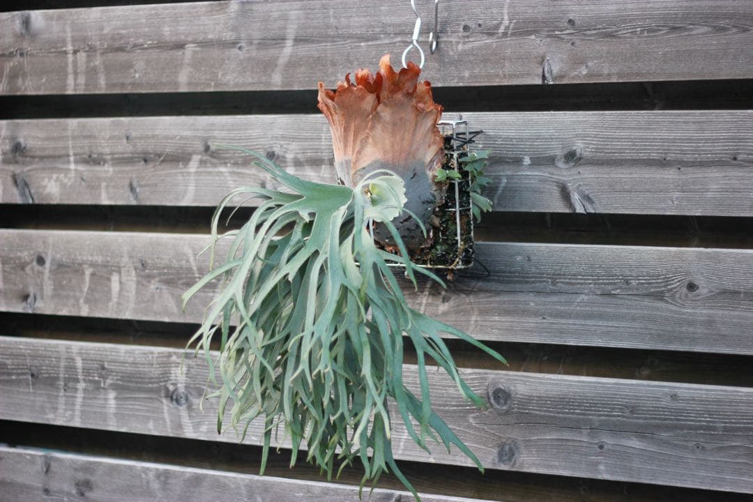 P.willinckii cv. Sailor Saturn 子株　ビカクシダ