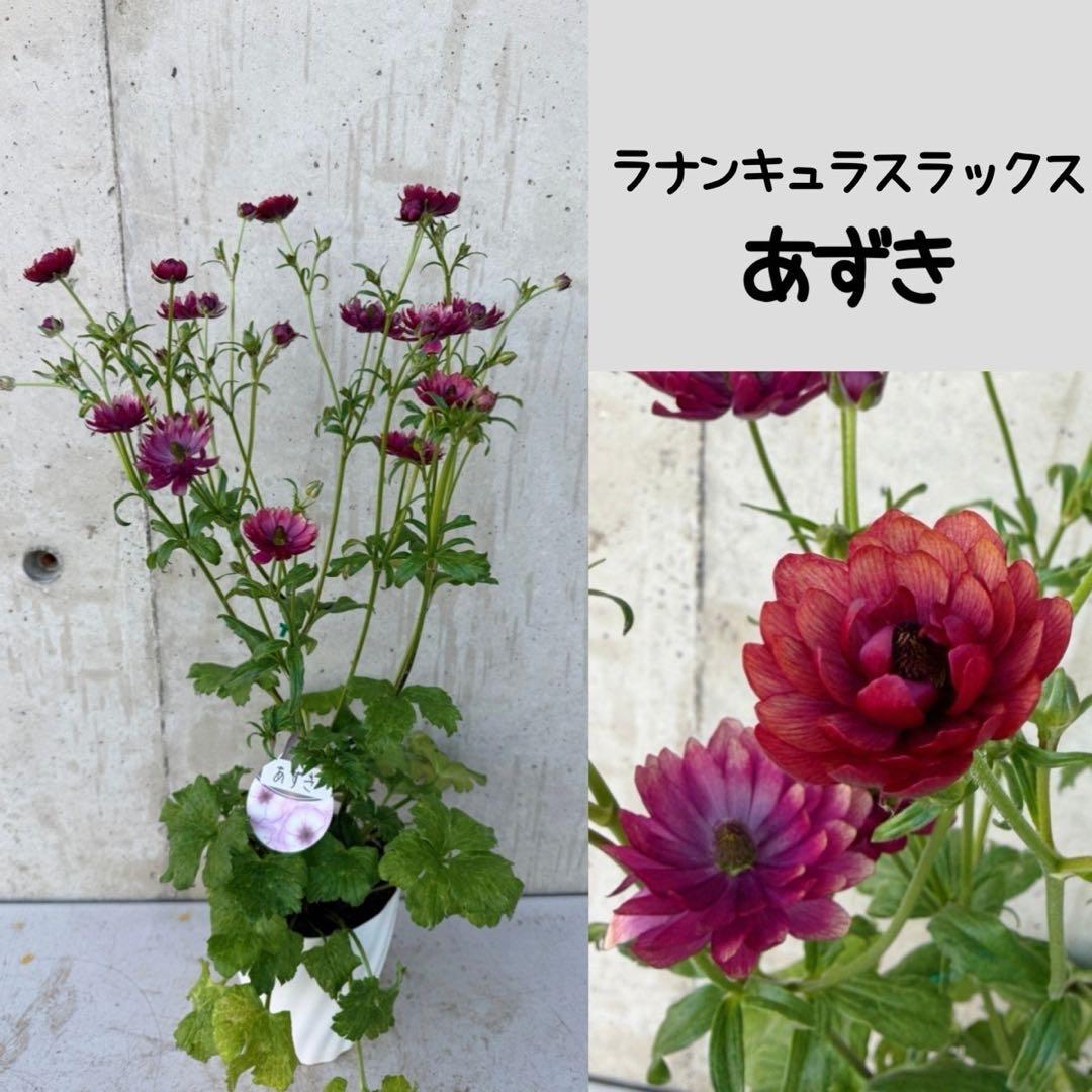 hiroakin様　ラナンキュラスラックス　ハデス　あずき