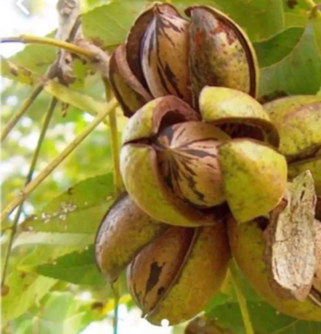 ピーカンナッツ muran29