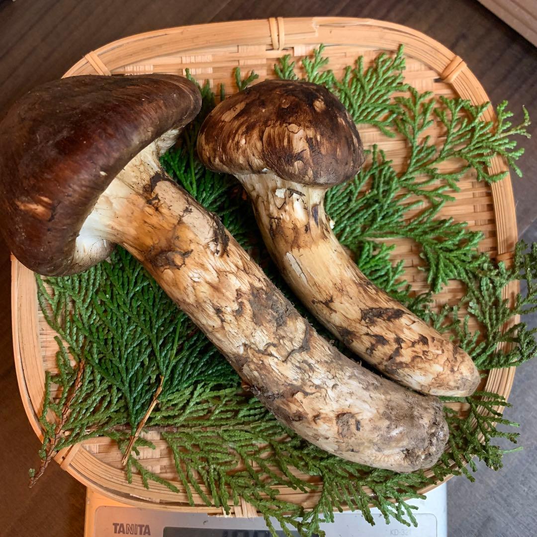 ③秀品【岩手県産天然松茸】収穫最終　国産本場　つぼみ　開き　採れたて　189g