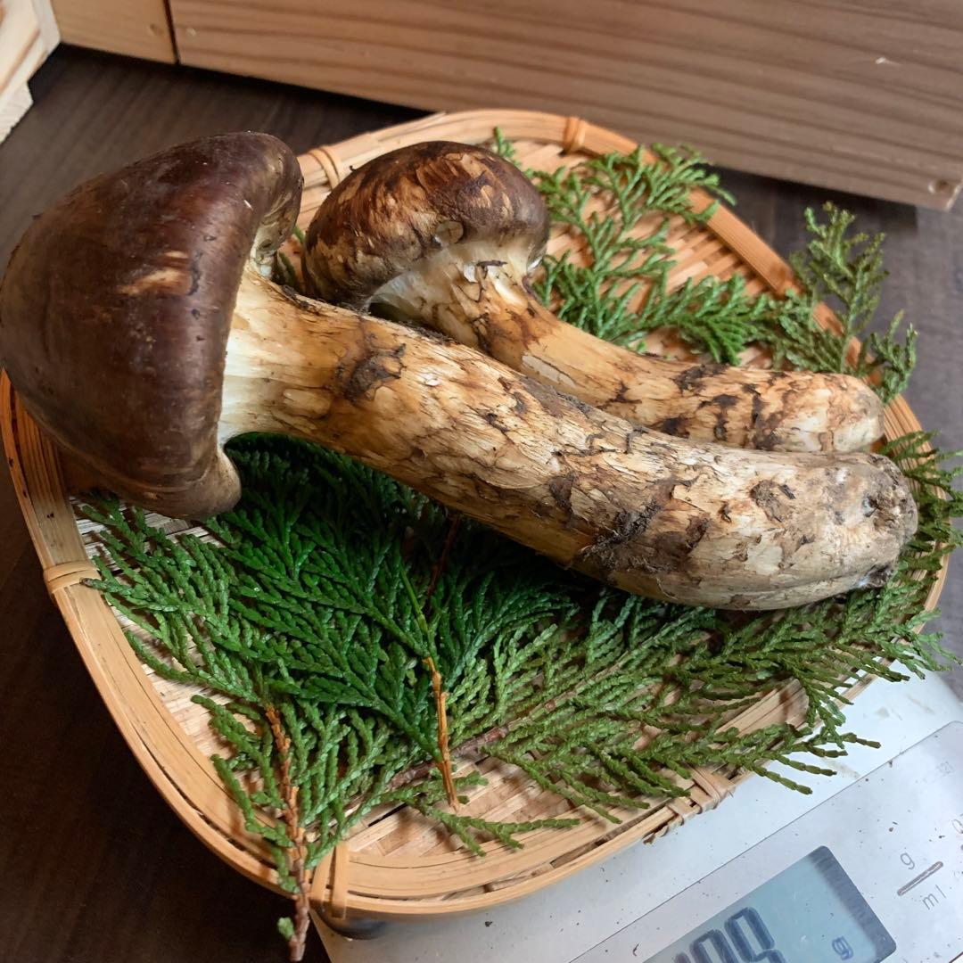 ③秀品【岩手県産天然松茸】収穫最終　国産本場　つぼみ　開き　採れたて　189g