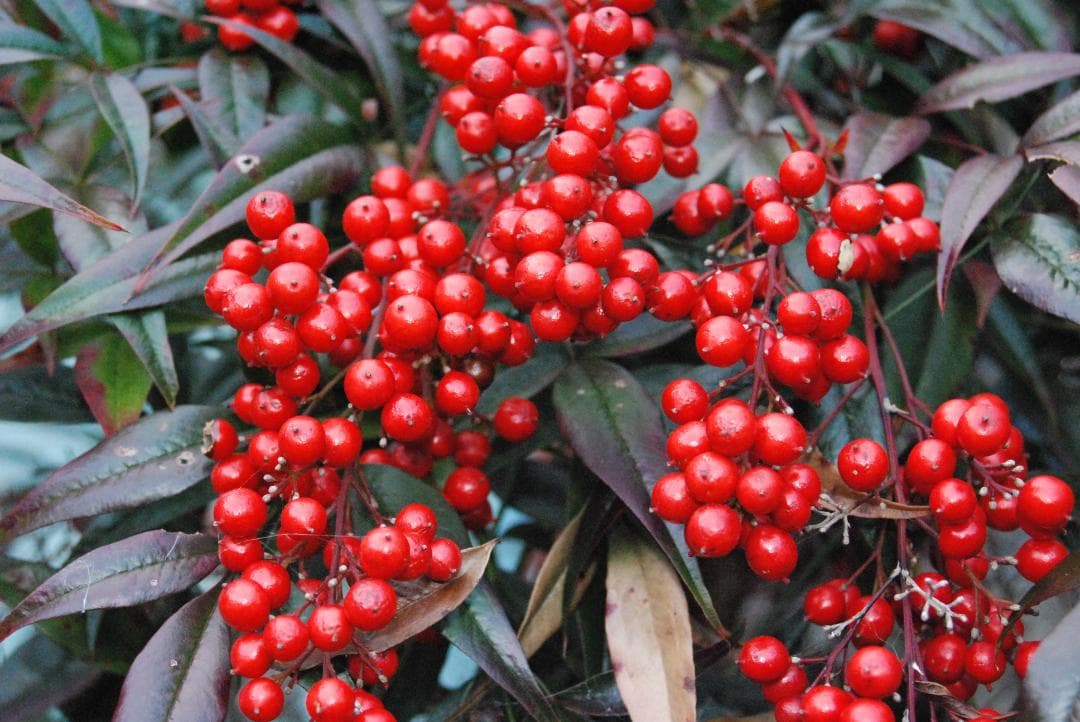 【ショット数極少/美品】Nikon D80 デジタル一眼レフ カメラ✨スマホ転送