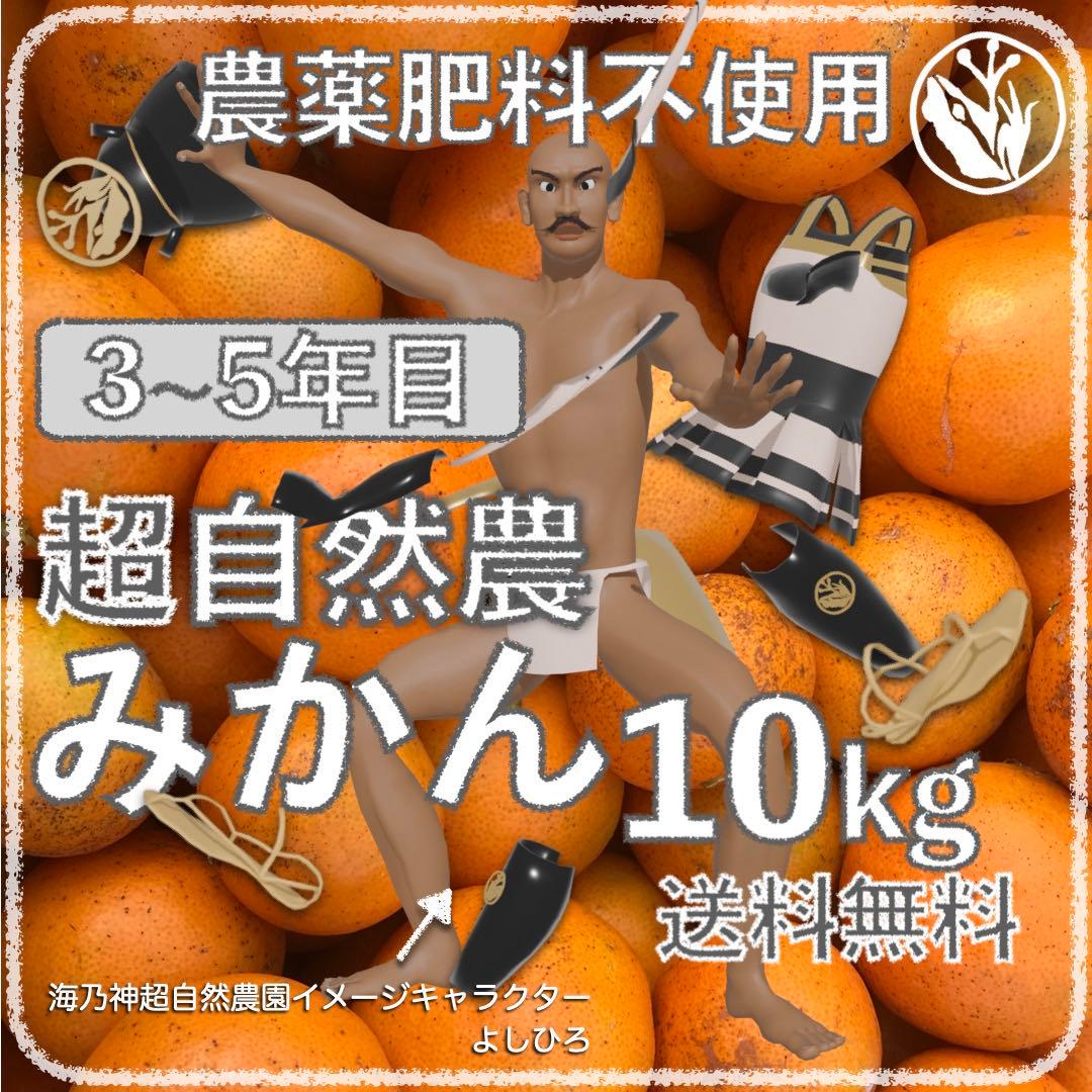 自然農みかん10kg 3〜5年目 農薬肥料不使用 自然農法 海乃神自然農園