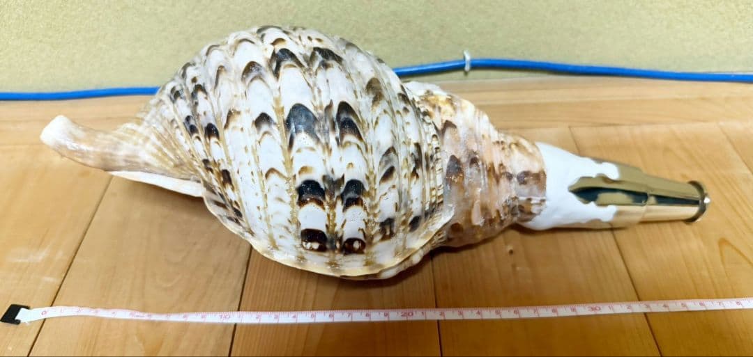 大型37㎝修験道法螺貝　密教　魔除け　山伏　熊よけ　ほら貝　ホラガイ