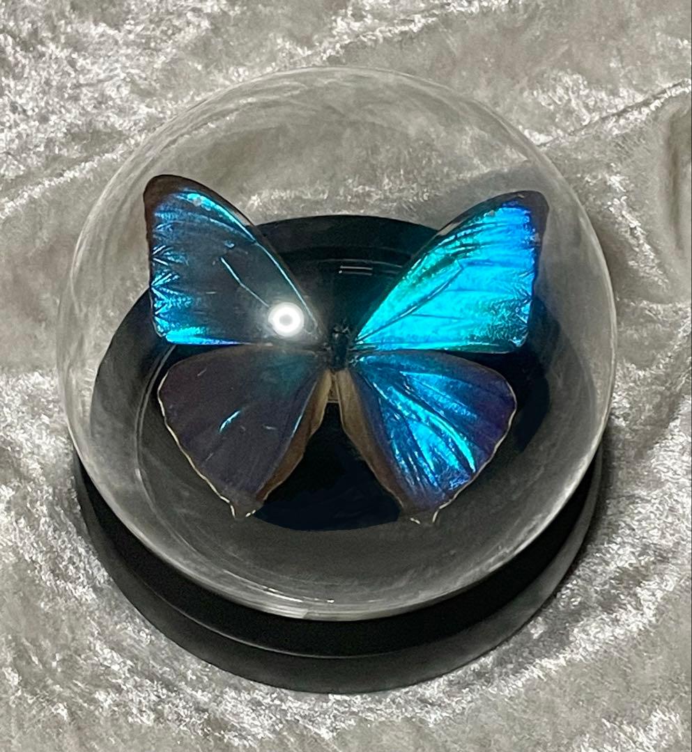蝶 標本 モルフォ蝶 エガーモルフォ ガラスドーム アンティーク