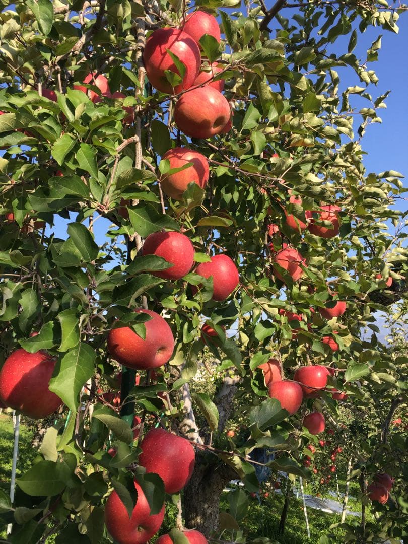 ルビーページ　サンふじ　小玉 農家直送