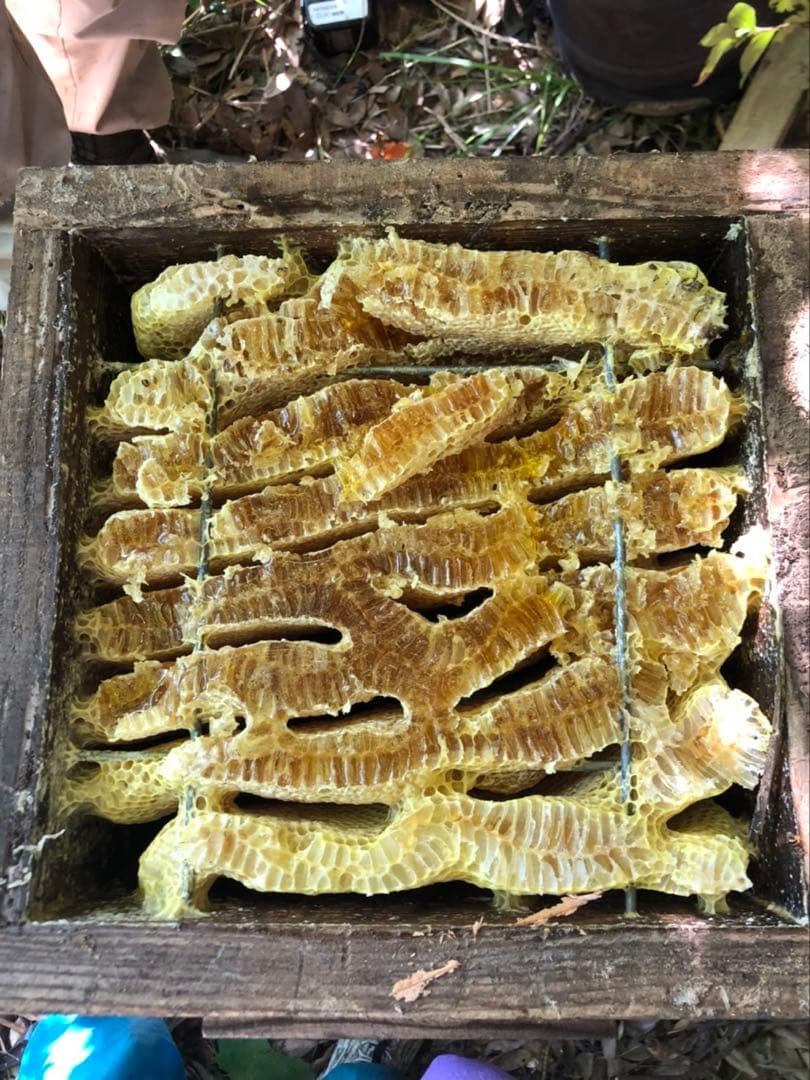 日本蜜蜂 純正ハチミツ 宮崎産 600g×2