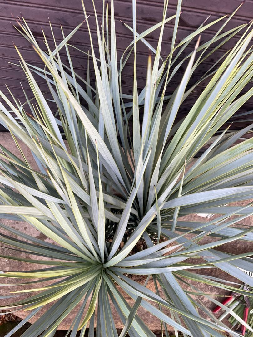 早いもの勝ち　ユッカ　ロストラータ　1