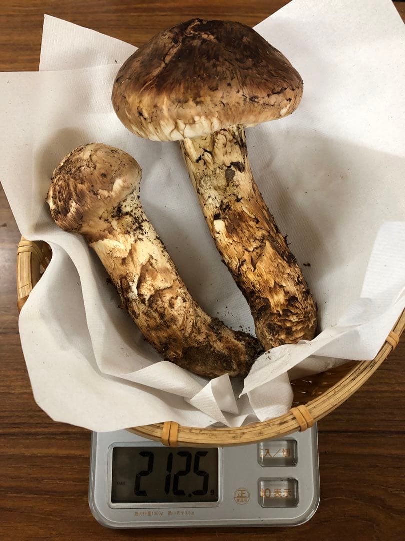 岩手県産　上物天然松茸（212g）②