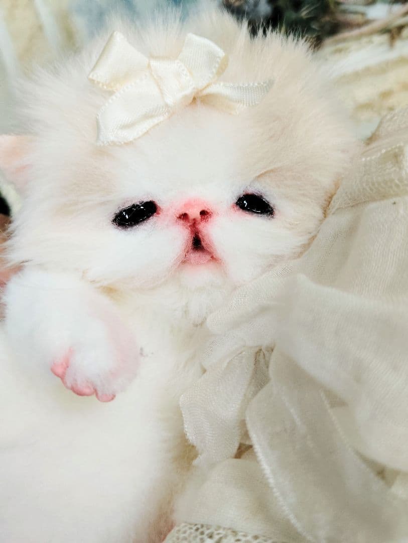 子猫ベビー♡お腹ぽっこりちゃん♡アートドール♡ぬいぐるみ♡