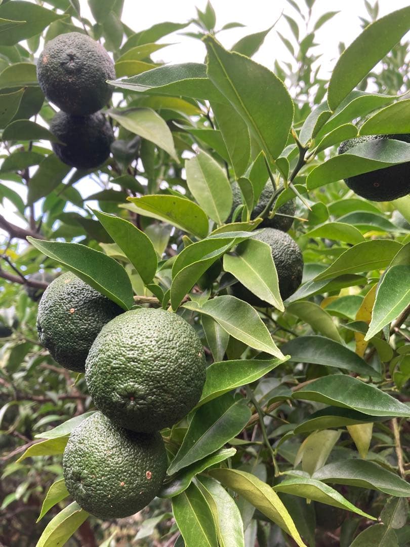 完全無農薬　青ゆず　青柚子　箱込み10kg弱