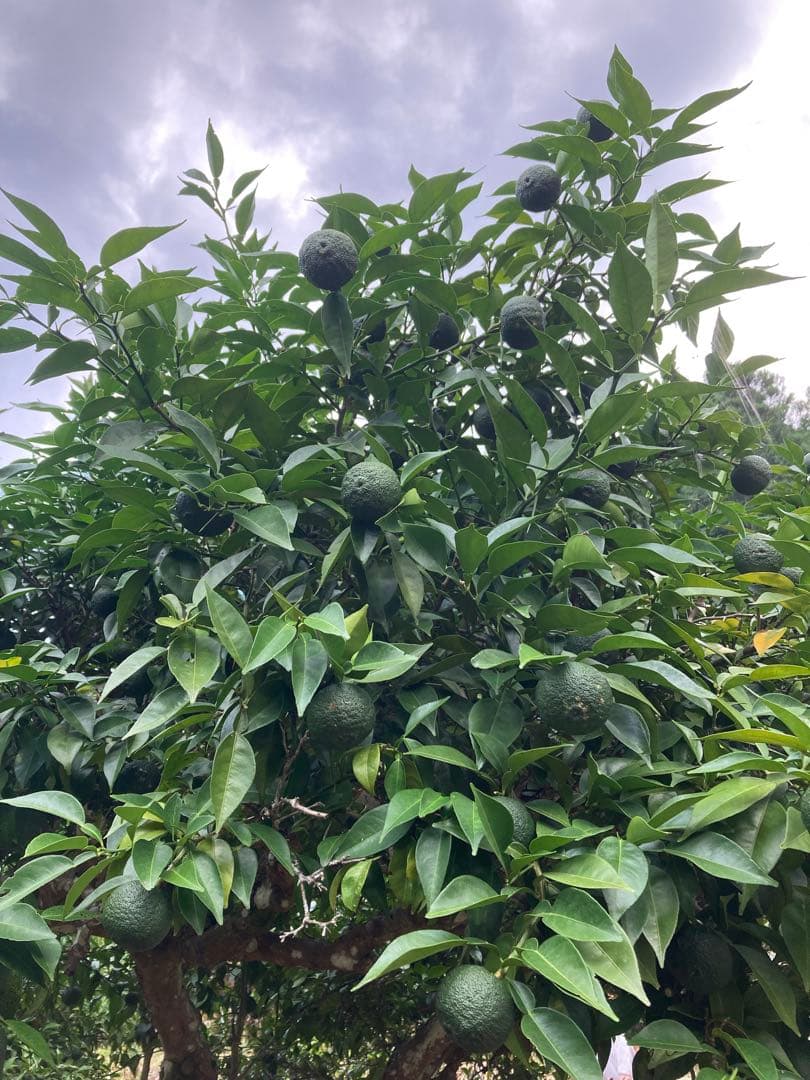 完全無農薬　青ゆず　青柚子　箱込み10kg弱