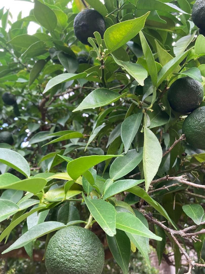 完全無農薬　青ゆず　青柚子　箱込み10kg弱