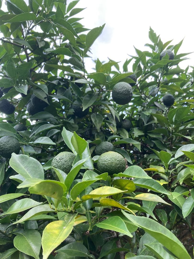 完全無農薬　青ゆず　青柚子　箱込み10kg弱