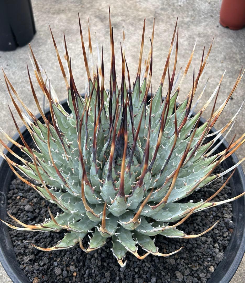 TM Gardenアガベutahensis eborispina lo..